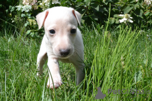 Photo №3. Chiots lévriers à vendre. Biélorussie