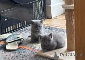 Photo №1. british shorthair - à vendre en ville de Helsinki | 400€ | Annonce № 173494