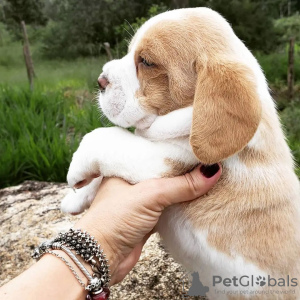 Photo №4. Je vais vendre beagle en ville de Штутгарт. annonce privée - prix - 331€