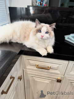 Photo №1. ragdoll - à vendre en ville de Ferme | négocié | Annonce № 155568