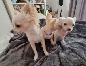 Photos supplémentaires: Deux chiots chihuahua à poil long