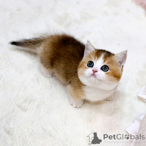 Photo №2 de l'annonce № 158643 de la vente munchkin - acheter à France annonce privée