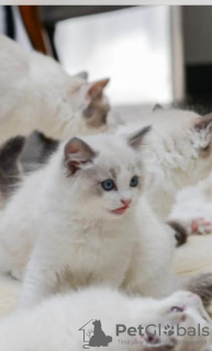 Photos supplémentaires: Chatons Ragdoll pedigree parents champions