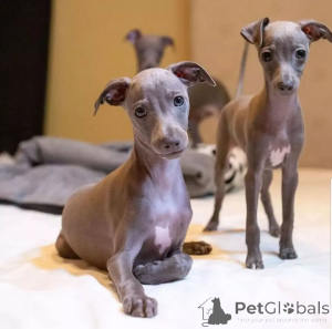 Photo №4. Je vais vendre lévrier greyhound en ville de Alytus. annonce privée - prix - négocié