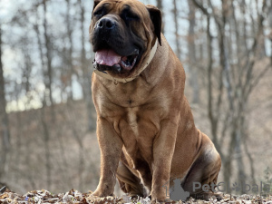 Photos supplémentaires: Chiots Boerboel Mastiff sud-africains