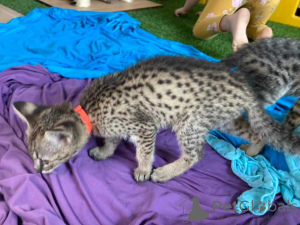 Photo №3. Chatons Savannah F5. Allemagne
