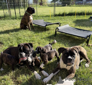 Photo №1. boxer - à vendre en ville de Copenvague | négocié | Annonce №178073