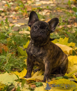 Photo №4. Je vais vendre bouledogue en ville de Москва. éleveur - prix - 1200€