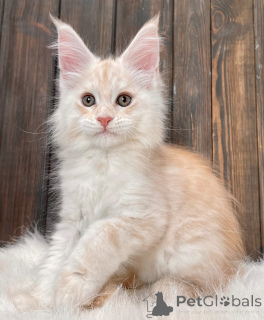 Photo №1. maine coon - à vendre en ville de Bellaire | 533€ | Annonce № 161711