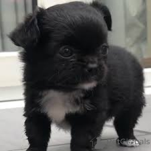 Photo №3. Chihuahua pentuja myytävänä. La finlande