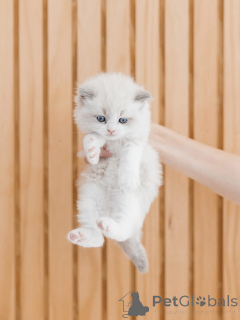 Photo №2 de l'annonce № 156474 de la vente ragdoll - acheter à La finlande éleveur
