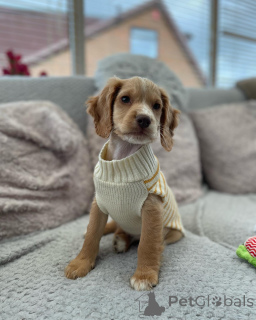 Photo №1. cocker spaniel anglais - à vendre en ville de Friedberg (Hessen) | négocié | Annonce №164301