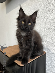 Photo №3. Chaton Maine Coon. Fédération de Russie
