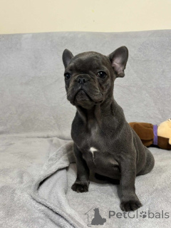 Photo №1. bouledogue - à vendre en ville de Espoo | Gratuit | Annonce №160300