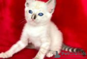 Photo №2 de l'annonce № 128605 de la vente toyger - acheter à La finlande éleveur