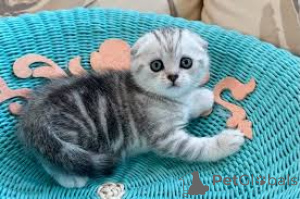 Photo №1. scottish fold - à vendre en ville de Bruxelles | 450€ | Annonce № 172718