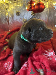 Photo №1. labradoodle - à vendre en ville de Alobeil | 600€ | Annonce №157687