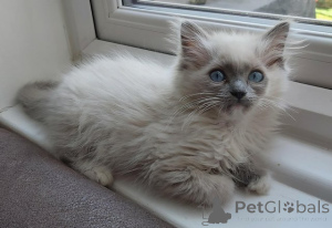 Photo №4. Je vais vendre ragdoll en ville de Bönningstedt. annonce privée - prix - 580€
