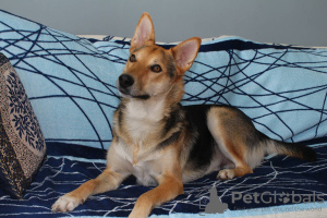 Photo №3. Forto, un beau chien, en cadeau. Biélorussie