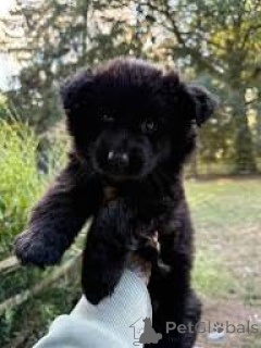 Photo №3. Cuccioli di Pastore Tedesco en vente. Italie