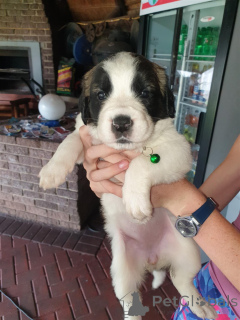 Photo №1. saint-bernard - à vendre en ville de Ansbach | négocié | Annonce №166144