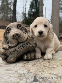 Photo №2 de l'annonce № 163975 de la vente teckel - acheter à Pologne éleveur