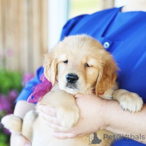 Photo №1. golden retriever - à vendre en ville de Aacheur | 350€ | Annonce №151354