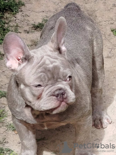 Photo №4. Je vais vendre bouledogue en ville de Srbobran. éleveur - prix - négocié