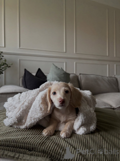Photo №3. Adorable chiot teckel à poil long crème, compagnon doux et sucré prêt pour. Allemagne