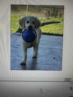 Photo №3. Golden Sanitacteamday. Serbie