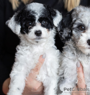 Photos supplémentaires: Nos chiots sont maintenant disponibles pour de nouveaux foyers