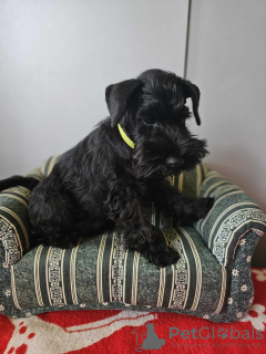 Photo №3. Schnauzer nain noir avec passeport. Pologne