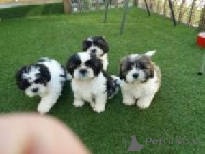 Photo №1. shih tzu - à vendre en ville de Arnsberg | 242€ | Annonce №156398
