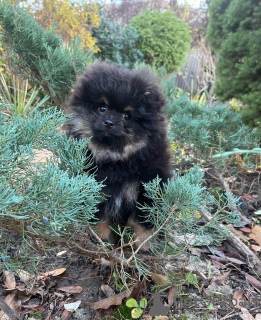 Photo №3. Marionnette bébé Spitz de Poméranie.. Allemagne