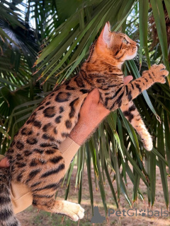 Photo №3. Une crinière comme un lion, un cœur comme une peluche Jasper règne avec amour.. Luxembourg