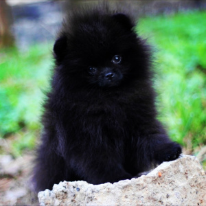 Photos supplémentaires: Saint-Pétersbourg. Kennel RKF Zolotko Moy propose des chiots de race Spitz