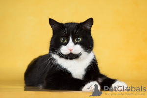 Photo №3. Le merveilleux chat Bantik cherche un foyer.. Fédération de Russie