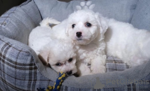 Photo №4. Je vais vendre bichon à poil frisé en ville de Vilnius. annonce privée - prix - 350€