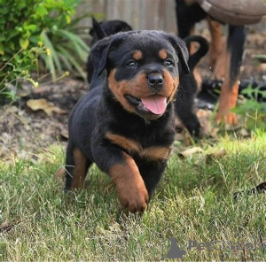 Photo №3. Rottweiler-Welpen bereit zur Adoption.whatsapp(4915210639087). Allemagne