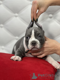 Photos supplémentaires: Chiots Bully américains