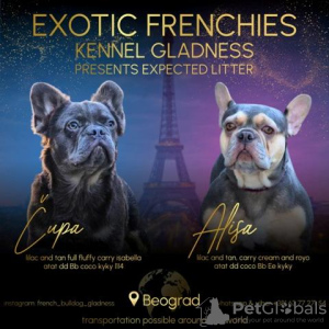 Photo №1. bouledogue - à vendre en ville de Trstenik | négocié | Annonce №124125