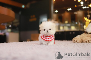 Photo №4. Je vais vendre bichon maltais en ville de San Antonio. éleveur - prix - négocié