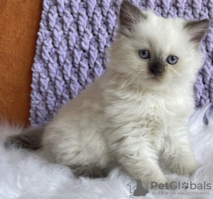 Photo №1. ragdoll - à vendre en ville de New York Mills | 265€ | Annonce № 104312