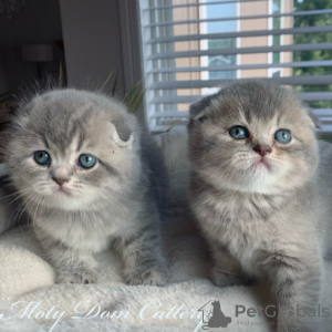 Photo №1. scottish fold - à vendre en ville de Hille | 331€ | Annonce № 125114