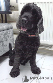 Photo №1. cocker spaniel anglais - à vendre en ville de Rivière moscou | Gratuit | Annonce №160705