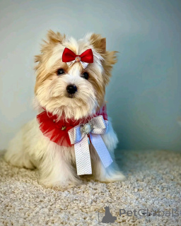 Photo №2 de l'annonce № 138122 de la vente biewer yorkshire terrier - acheter à Allemagne éleveur