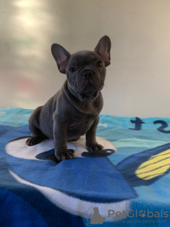 Photo №3. Chiots bouledogue français vaccinés disponibles maintenant. Allemagne