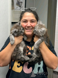 Photo №3. De mignons et adorables chatons Maine coon en bonne santé sont maintenant. Suisse