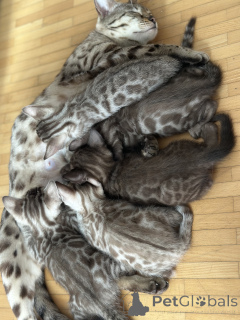 Photo №4. Je vais vendre  en ville de Karlsruhe. éleveur - prix - négocié