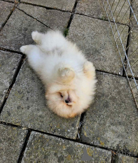 Photo №2 de l'annonce № 143396 de la vente spitz nain - acheter à Serbie 